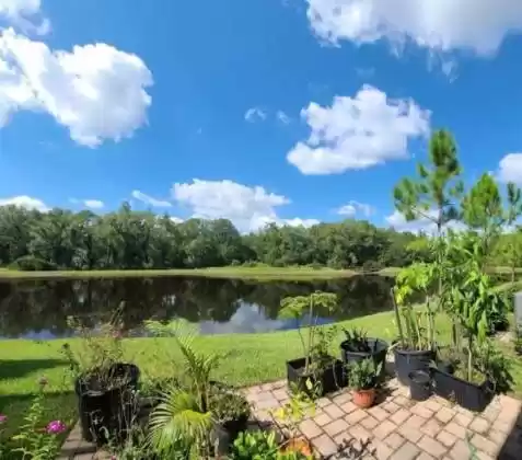 28390 TRANQUIL LAKE CIRCLE, WESLEY CHAPEL, Florida 33543, 4 Bedrooms Bedrooms, ,2 BathroomsBathrooms,Residential Lease,For Rent,TRANQUIL LAKE,T3336441