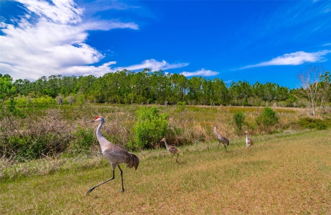 5027 AUTUMN RIDGE DRIVE, WESLEY CHAPEL, Florida 33545, 4 Bedrooms Bedrooms, ,2 BathroomsBathrooms,Residential,For Sale,AUTUMN RIDGE,MFRU8226578