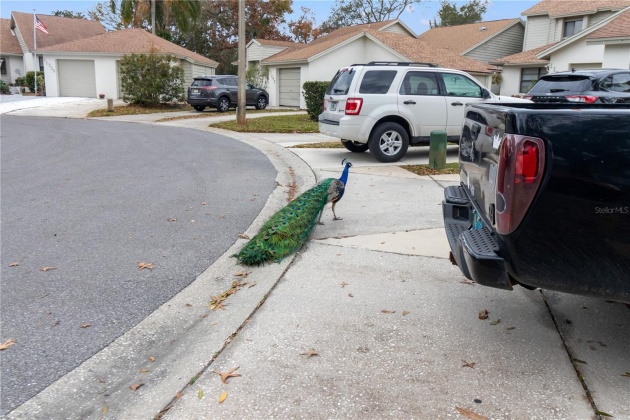 11737 ROLLING PINE LANE, PORT RICHEY, Florida 34668, 2 Bedrooms Bedrooms, ,2 BathroomsBathrooms,Residential,For Sale,ROLLING PINE,MFRU8228402