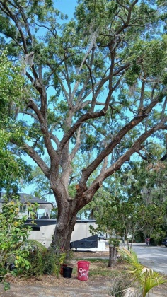 820 BAYOU AVENUE, TARPON SPRINGS, Florida 34689, 3 Bedrooms Bedrooms, ,1 BathroomBathrooms,Residential,For Sale,BAYOU,MFRW7863902