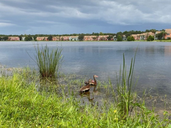 9842 LAKE CHASE ISLAND WAY, TAMPA, Florida 33626, 1 Bedroom Bedrooms, ,1 BathroomBathrooms,Residential,For Sale,LAKE CHASE ISLAND,MFRT3522463