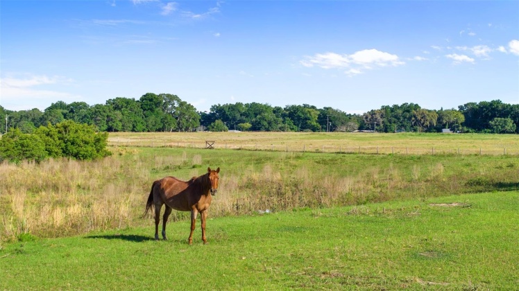 12406 STONELAKE RANCH BOULEVARD, THONOTOSASSA, Florida 33592, 5 Bedrooms Bedrooms, ,5 BathroomsBathrooms,Residential,For Sale,STONELAKE RANCH,MFRT3518253